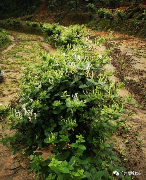 菊内留香Txl金银花露讲了什么